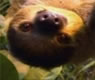 Ross the Sloth