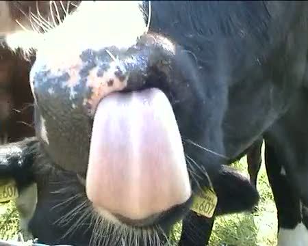 Cow Tongue 1