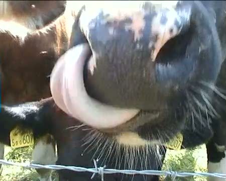 Cow Tongue 2